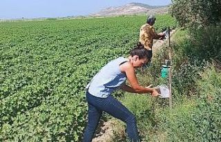 Pamuk üreticilerine “arazi taraması” çağrısı