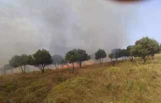 Paşalimanı adasında yangın paniği