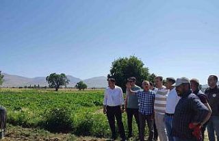 Patateste aşırı yağışlardan dolayı rekolte...