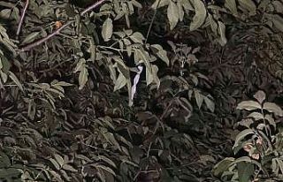 Patlama sesi mahalleliyi sokağa döktü