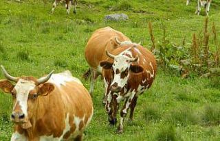 Posof’ta hayvan girişleri yasaklandı