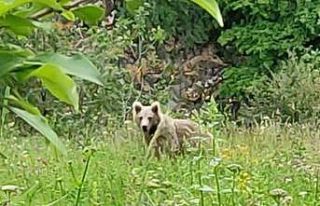 Posof’ta otlarla beslenen bozayı görüntülendi