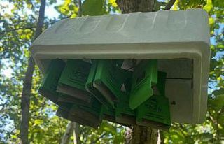 Rize’de kahverengi kokarcaya karşı biyolojik mücadele