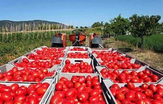 Rusya’ya domates ihracatında kota 500 bin tona...