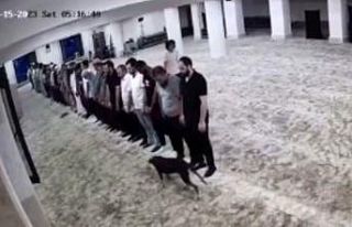 Sabah namazı vaktinde camiye giren köpek ile cemaatin...