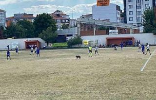 Sahaya giren köpek maçı durdurdu