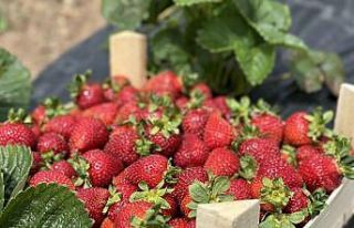 Sakarya Büyükşehir’in çilek tarlasında bu yıl...
