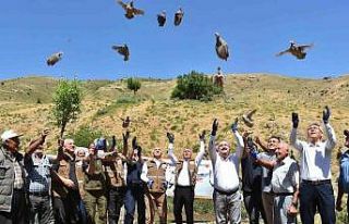 Salihli’de 450 kınalı keklik doğaya salındı