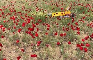 Sanatçı profesörden “Bir Bitki Bir Selfie: Gelincikler”...