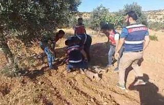 Şanlıurfa’da cinayet zanlısı fıstık tarlasında...