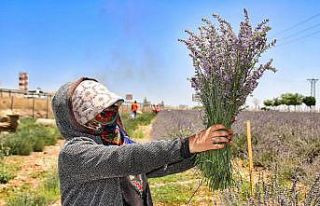 Şanlıurfa’da mor hasat başladı
