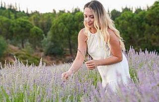 Seferihisar’da lavanta hasadı şenlikle başlıyor