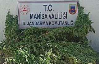 Şehzadeler’de bin 15 kök kenevir ve kubar esrar...