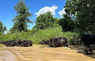 Selde mahsur kalan hayvanlara botla ulaşıldı