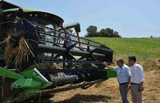 Selendi’de arpa ve buğday hasadı başladı