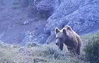 ’Serengeti değil Sivas’