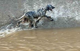 Serinlemek için suya giren köpek için itfaiye seferber...