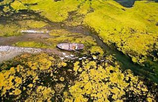 Seyhan Nehri can çekişiyor: Yosunlar nehri istila...