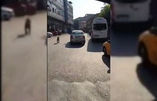 Seyir halindeyken köpek gezdiren sürücü kamerada