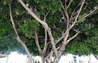 Sıcak hava ağaçları kuşların yuvası yaptı