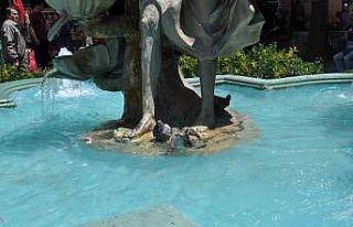 Sıcaktan bunalan güvercinler havuza girerek serinledi