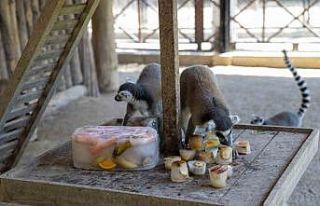 Sıcaktan bunalan hayvanlar buzlu meyve ve suyla serinliyor