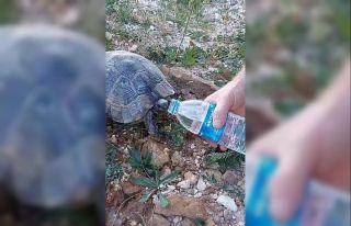 Sıcaktan bunalan kaplumbağaya elleriyle su içirdi