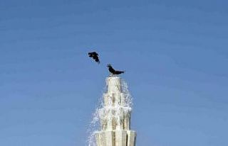 Sıcaktan bunalan kargalar süs havuzunda böyle serinledi