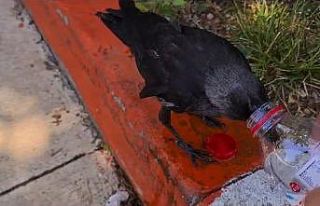 Sıcaktan bunalan kargaya su içirdi