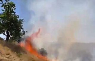 Siirt’te fıstık bahçeleri yanıyor, ekipler müdahale...