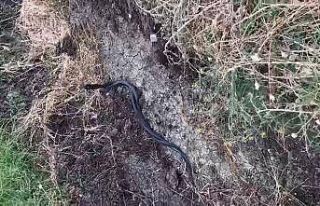 Siirt’te yılanların çiftleşme dansı böyle...