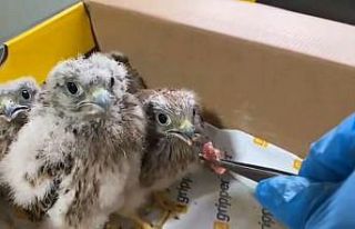 “Şimdi yavru kerkenezlerin akşam yemeği vakti”