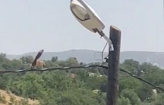 Sincaptan elektrik direğinde akrobasi