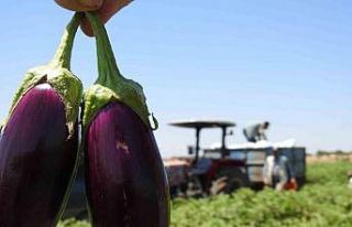 Sınırın sıfır noktasında patlıcan hasadı başladı