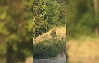 Sinop’ta ayı kameraya yakalandı