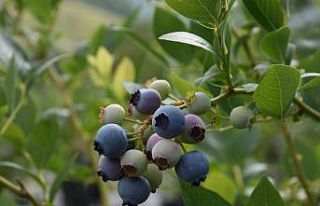 Sinop’ta ilk defa dikilen yaban mersininde ihracat...