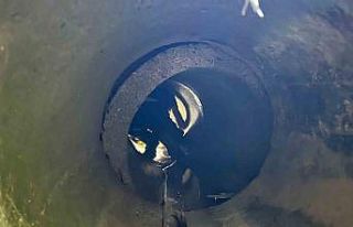 Sinop’ta kuyuya düşen koyun kurtarıldı