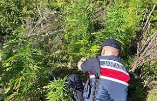 Sinop’ta yasa dışı kenevir ekimi: 1 gözaltı