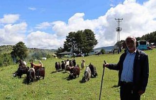 Şirankes festivalinde keçilerin müzik keyfi