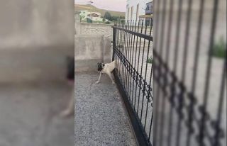 Sivas’ta demir kapının parmaklıklarına sıkışan...