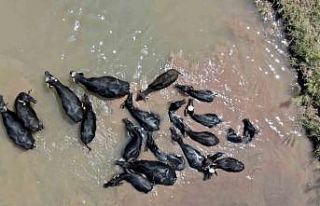 Sivas’taki bu görüntüler Serengeti’yi aratmıyor