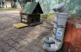 Sokak hayvanları için su çağrısı