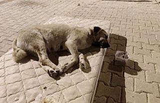 Sokak köpeği için yola yatak serdiler
