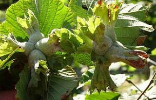 Soydan: “Türkiye’nin tahmini fındık rekoltesi...