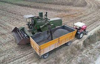 Stratejik ürün olan yağlık ayçiçeğinde hasat...