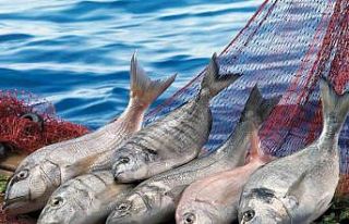 Su ürünleri ihracatında Muğla zirvede