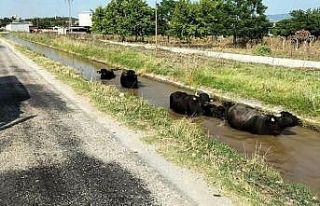 Sulama kanalına giren büyükbaş hayvanları itfaiye...