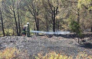 Sultangazi Kent Ormanı’nda çıkan yangın paniğe...