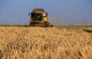 Tahıl ambarında 2 milyon 400 bin ton buğday rekoltesi...