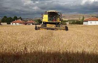 Tahıl ambarında arpa hasadı başladı